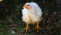 Free-Range vs. Pastured Chicken or Poultry