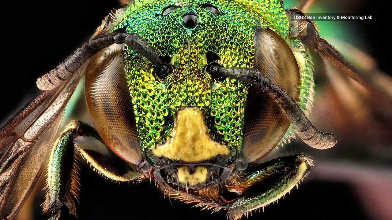 The Internet is Buzzing About These Insane Bee-auty Shots
