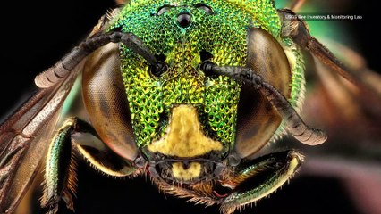 The Internet is Buzzing About These Insane Bee-auty Shots