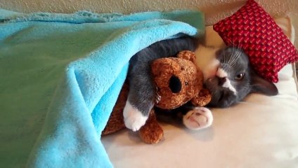 Funny And Cute Cats - the funniest  Cats Compilation 2019