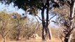 Amazing Baboon Save Impala From Leopard Jumps Tall Tree To Ambush - Leopard Hunting Fail