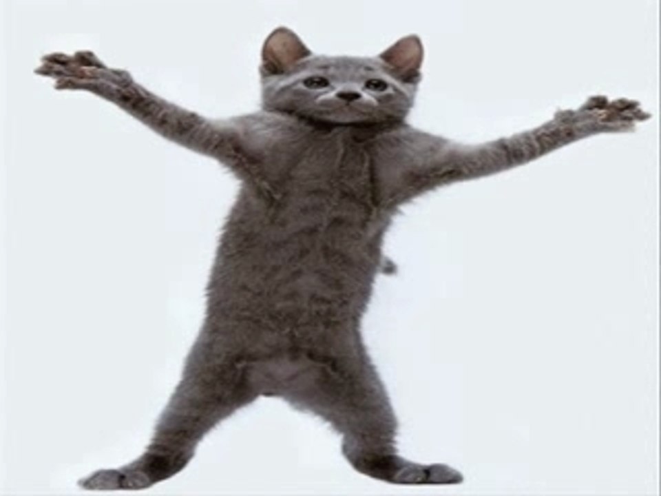 Disco Cats