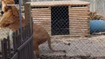 Liger vs tigon: a terrifying clash of the massive, mythical hybrids of lions and tigers