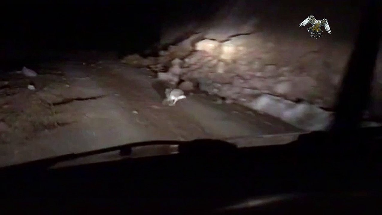 الارنب البري - Jackrabbit