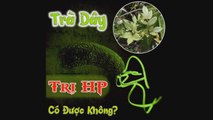 Trà Dây Có Trị Được Vi Khuẩn HP Không? Góc Nhìn Chuyên Gia!