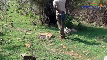 இறந்துகிடந்த ஆண்யானையின் தந்தங்களை வெட்டி கடத்தல் -வீடியோ