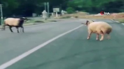 Koçların yol ortasında kafa kafaya kavgası kamerada