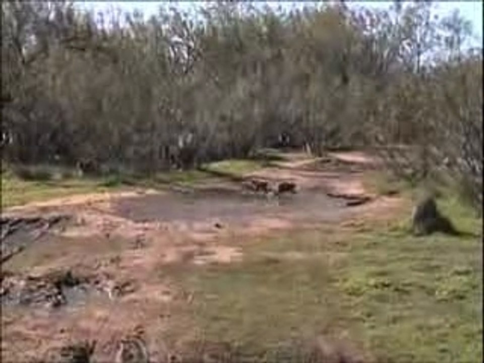 animals trash 6 6