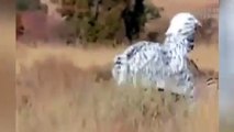 Si vestono da zebra per spaventare gli animali e rischiano la vita