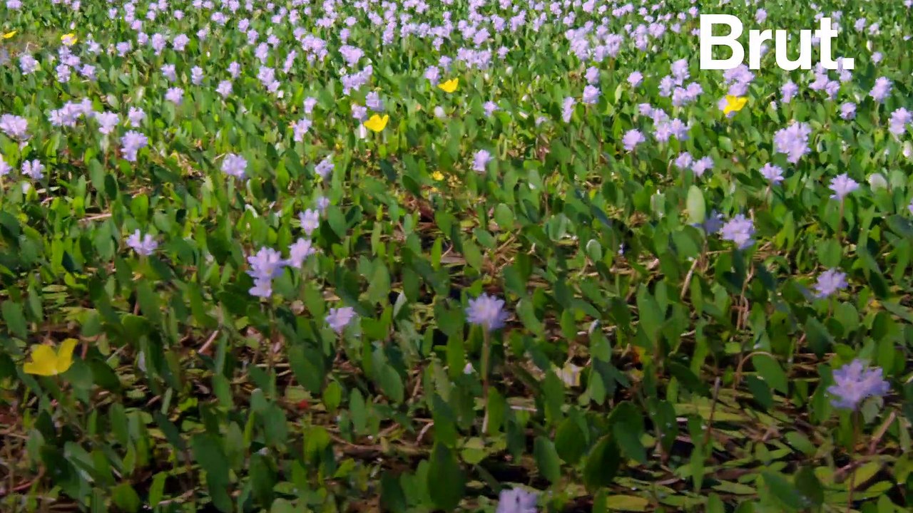 Voici l'une des plantes aquatiques les plus envahissantes au monde