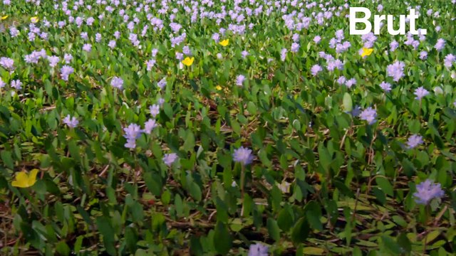 Voici l'une des plantes aquatiques les plus envahissantes au monde