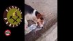 Stop- Bashkia Prrenjas fushate per vrasjen e qenve. (03.06.2019)