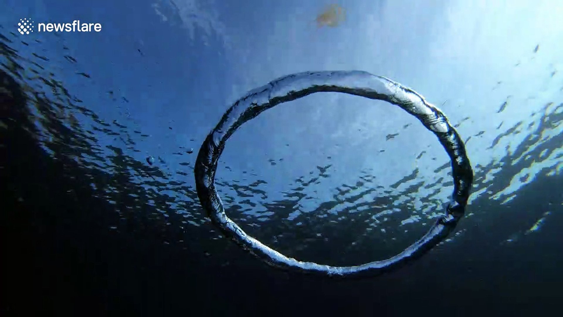Moment jellyfish goes for a spin after wrapping itself around bubble ring -  video Dailymotion