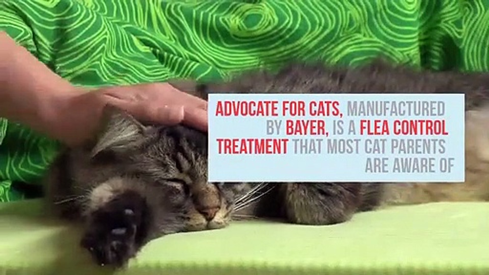 advocate cat treatment