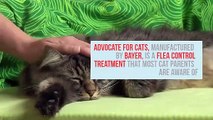 Advocate for Cats: Best Flea Treatment for home