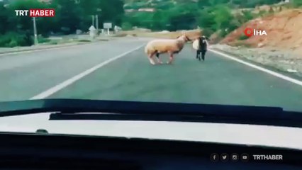 Koçların yol ortasında kafa kafaya kavgası