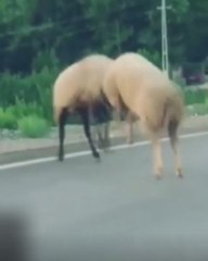 Şaşkınlık veren görüntü