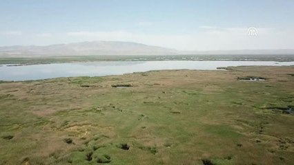 Eber Gölü'ndeki "lotus" manzarası büyülüyor - AFYONKARAHİSAR