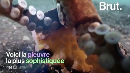 La pieuvre noix de coco, la plus astucieuse des invertébrés