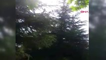 BURSA Çıktığı ağaçta mahsur kalan kediyi itfaiye kurtardı