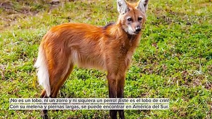 LINDOS Y DESCONOCIDOS ANIMALES