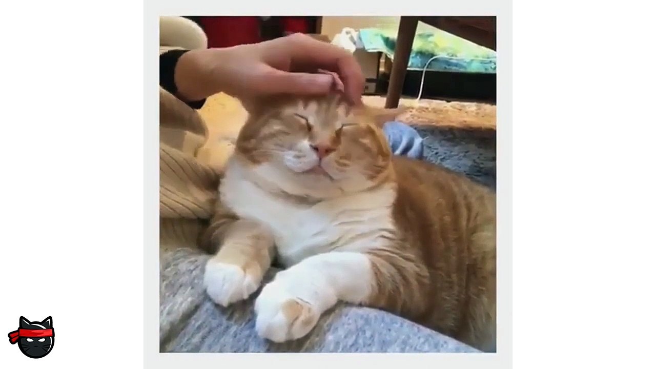 CUTE & FUNNY CAT VIDEOS