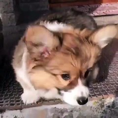Quand la premiere marche de l'escalier fait peur à un chiot. Trop cute !