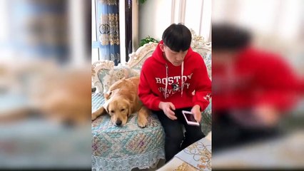 Dog Reaction to Faking Owner Death - Funny Dog Reaction with Faking Death Compilation