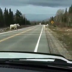 Hypnotisant ! Regardez ces élans blancs qui sont extrêmement rare marcher sur une route abandonnée.