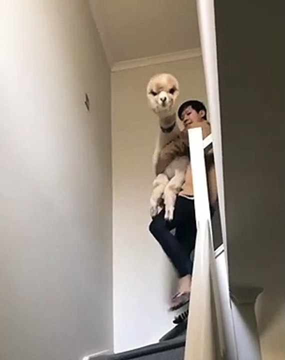 Quand un alpaga descend les escaliers, voici ce que ça donne !