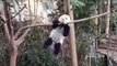 Ce panda veut à tout prix monter sur une branche trop petite. A mourir de rire !