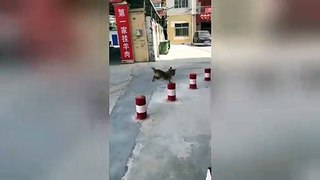 Playful dog skilfully jumps from one bollard to another in China