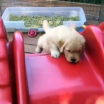 Quand un chiot refuse de se laisser tomber. Bonne leçon de motivation !