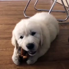 Cet adorable chiot déguste goulûment sa croquette. Trop mimi !