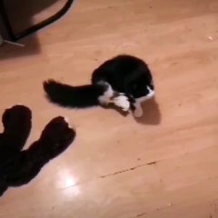 Ce chat va vous bluffer. Regardez ce qu'il fait !