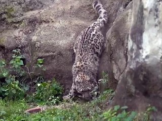 Admirez ce magnifique léopard blanc. Hypnotisant !