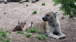 Hyena cub determined to play with unamused mother at South Africa park
