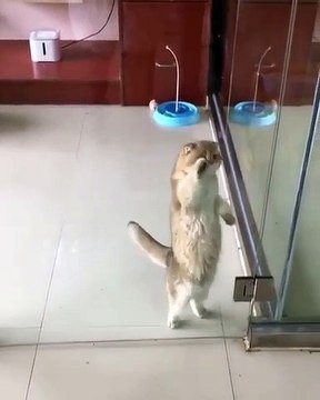 Hilarant !! Regardez ce chat qui danse.