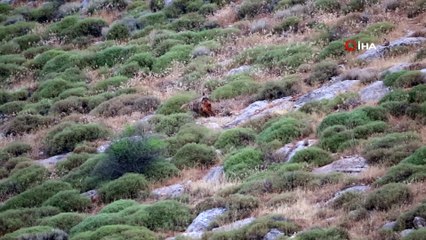 Hatay dağ ceylanı ve nesli tehlike altında olan çizgili sırtlan böyle görüntülendi