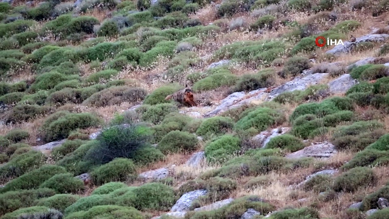 Hatay dağ ceylanı ve nesli tehlike altında olan çizgili sırtlan böyle görüntülendi