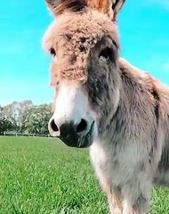 Cet âne ne comprends que le langage des bébés. Trop cute !