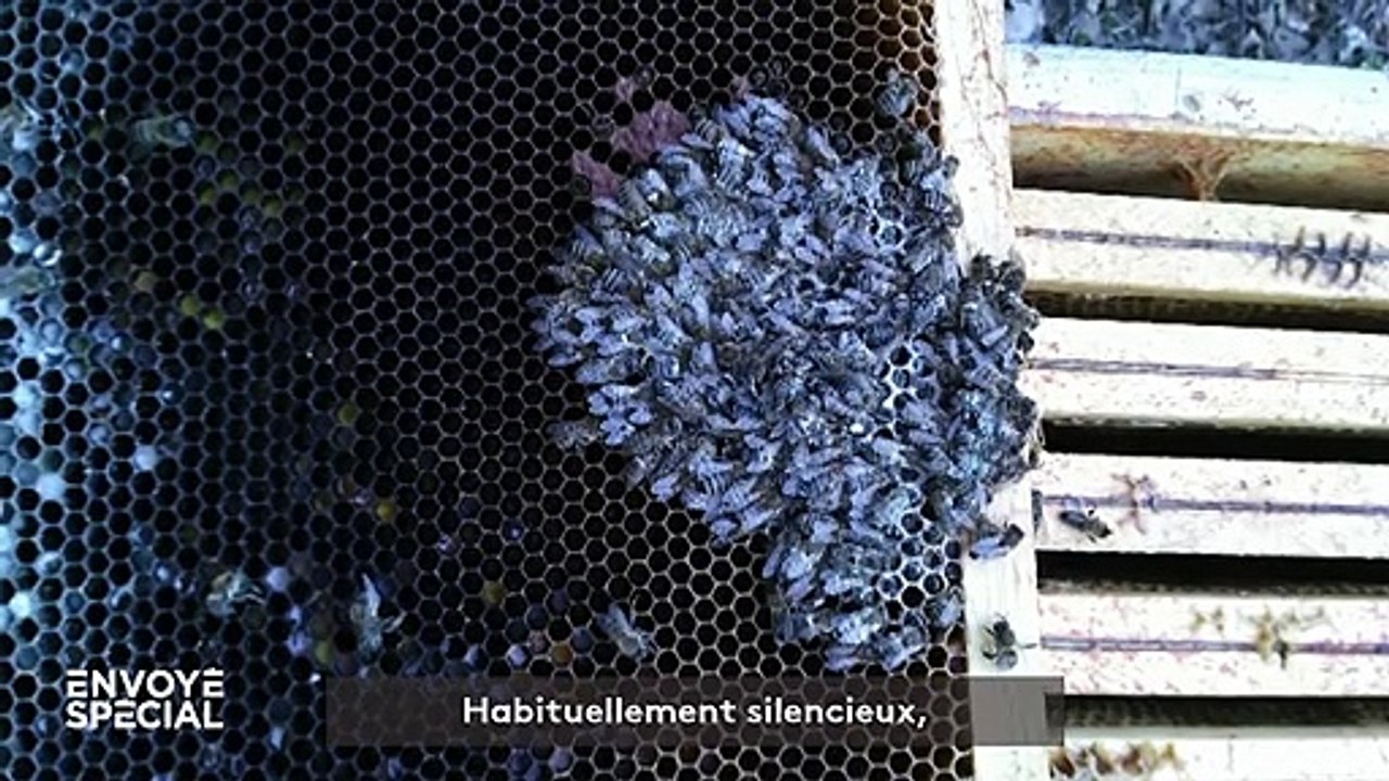 "Mes ruches sont pleines de pesticides, mes abeilles crèvent !" : la détresse des apiculteurs