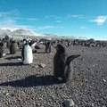Ce pingouin veut voler à tout prix. A mourir de rire !