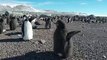 Ce pingouin veut voler à tout prix. A mourir de rire !