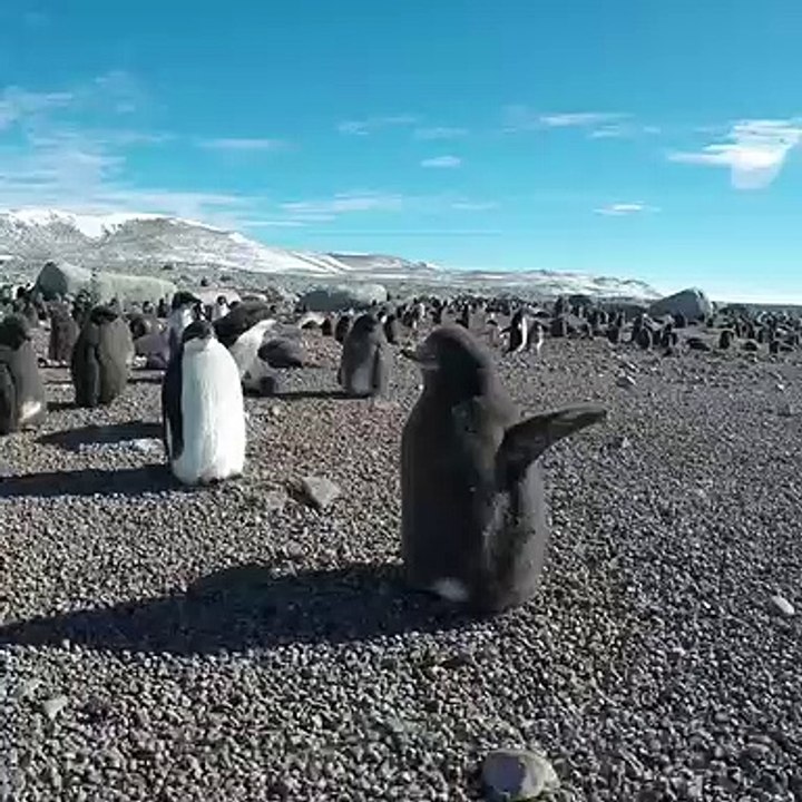 Ce pingouin veut voler à tout prix. A mourir de...