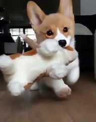 Ce chiot corgi ne va nulle part sans sa pelluche. Trop mignon !