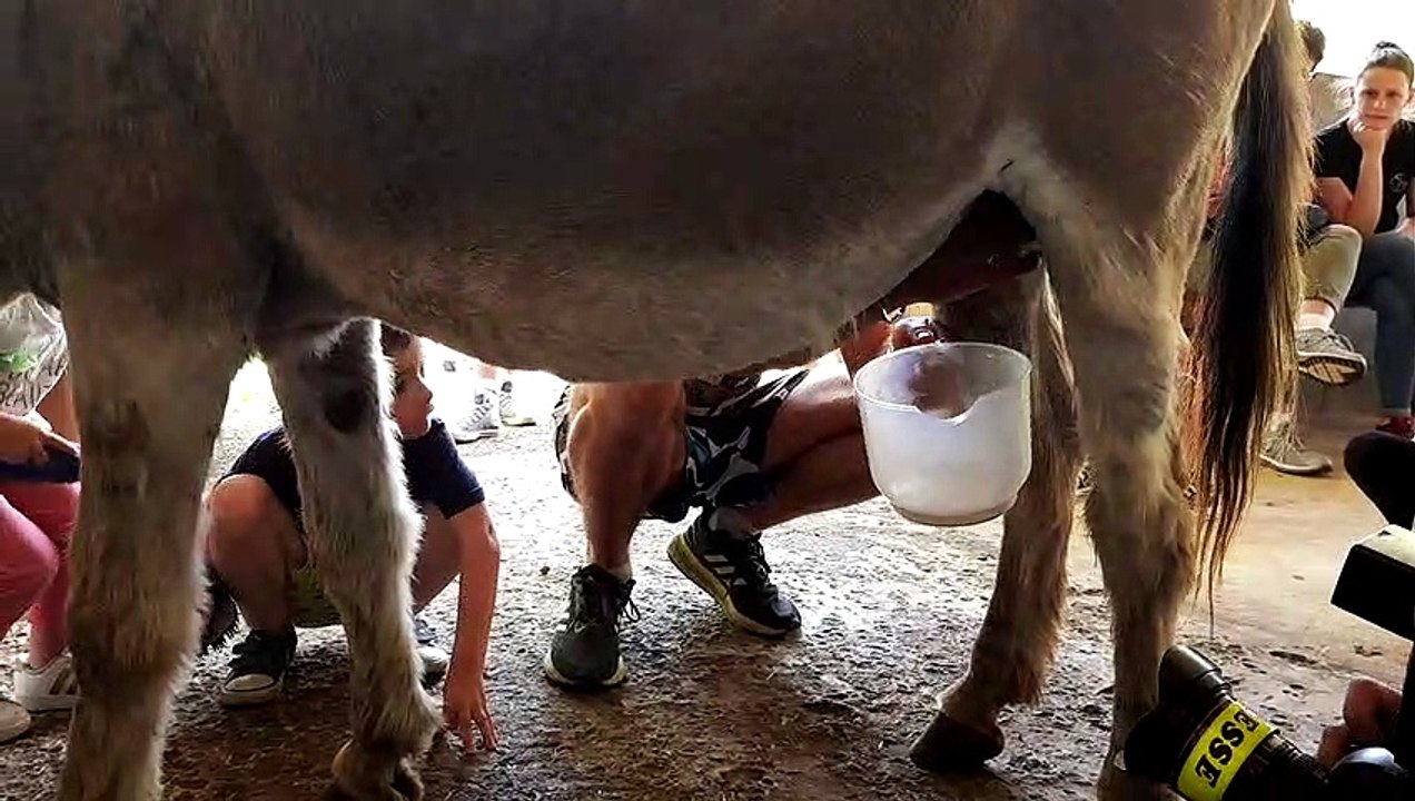 Traite d'ânesse, à l'asinerie des Hautes-Vosges à Vecoux