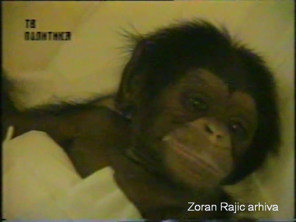 1991. 11. 28. Simpanza Zorica
