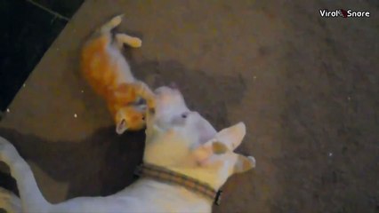 Funny Cute Kitten Loves Pitbull