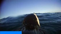 Watch: Diving African Penguins Hunt Fish